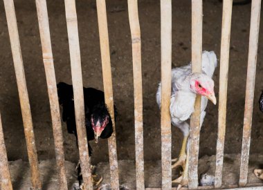 Kafesteki tavuklar et ve yumurta tüketimi için yetiştirilir.