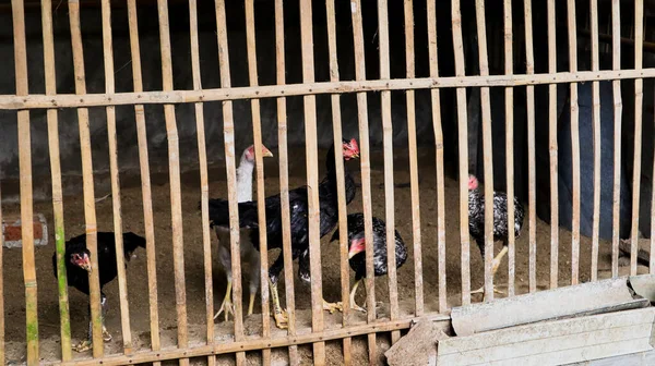 Ketrecben Tartott Csirkéket Hús Tojásfogyasztás Céljából Nevelik — Stock Fotó