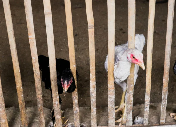 Kafesteki tavuklar et ve yumurta tüketimi için yetiştirilir.