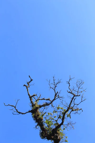Gałęzie Drzew Niebieskim Tle Nieba — Zdjęcie stockowe