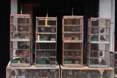 Kutu kuş kafesinin düzenlenmesi.