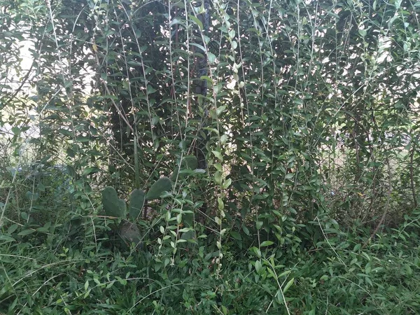 Piękne Botaniczne Ujęcie Naturalna Tapeta — Zdjęcie stockowe