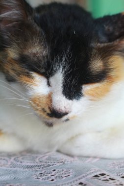 Bir kedi oynuyor ve yerde oturuyor..