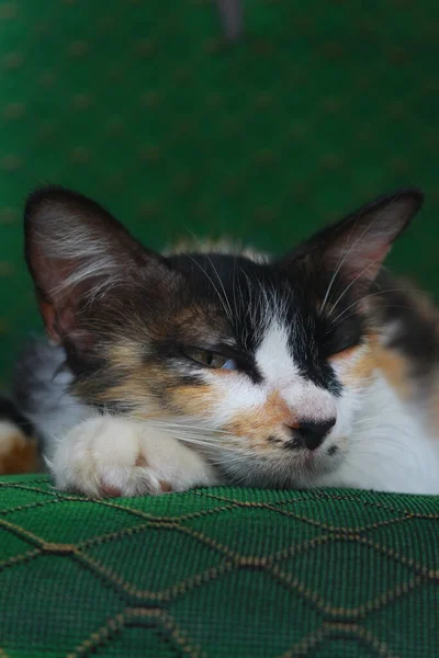Красива Кішка Спить Дивані — стокове фото