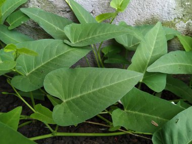 Bahçede yeşil yapraklar.