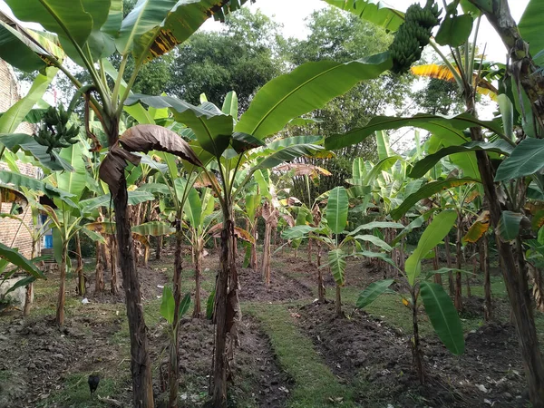 Листя Банана Дереві Саду — стокове фото