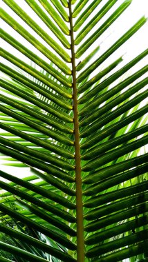 Güneşin arka planında palmiye yaprakları