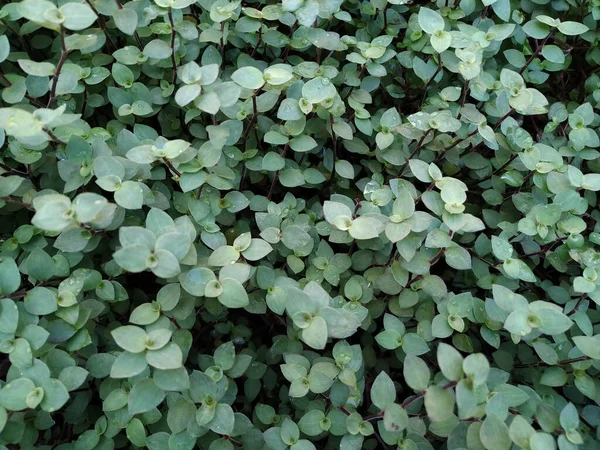 Dense Background Small Size Plants — Stockfoto