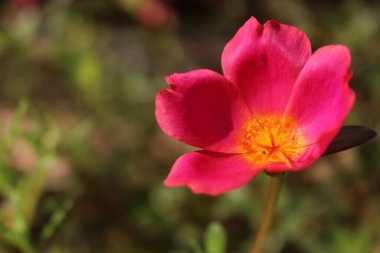 Bahçedeki güzel çiçekler