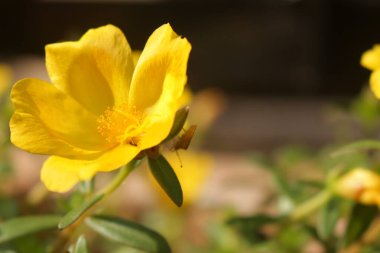 Bahçedeki sarı çiçek