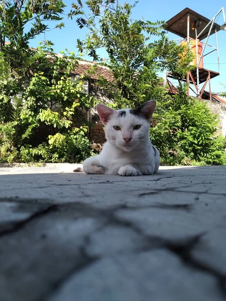 Katze Sitzt Auf Der Straße — Stockfoto