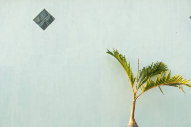 Beyaz arkaplanda yeşil bir saksı