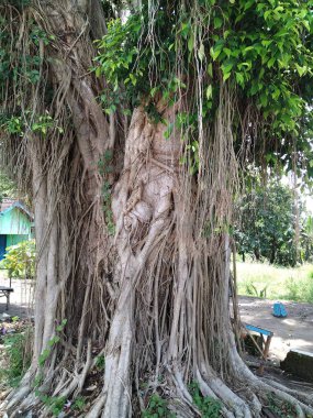 yeşil ağaç kökleri ve parkın kıyısında ağaçlar