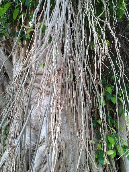 green tree roots in the forest