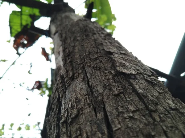 Tree Forest Nature Spring Time — Φωτογραφία Αρχείου