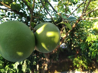 Neredeyse olgun yeşil greyfurt.