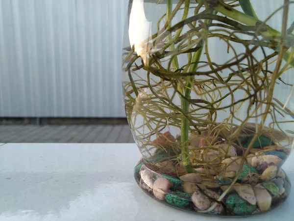 Plant Roots Glass Pots —  Fotos de Stock