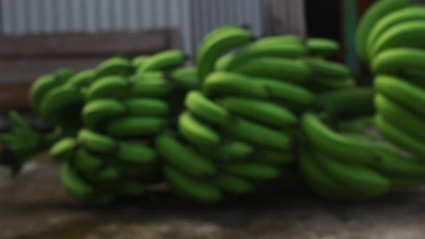 Green Bananas Ripen — Vídeos de Stock