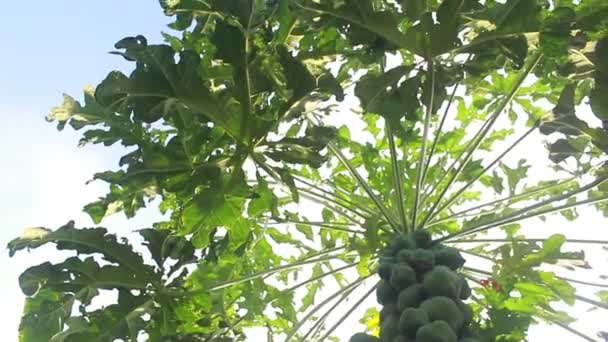 Papaya Tree Taken — Stok video