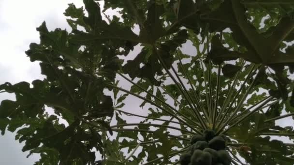 Papaya Tree Seen — Stockvideo