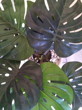 Monstera adansonii ornamental plant