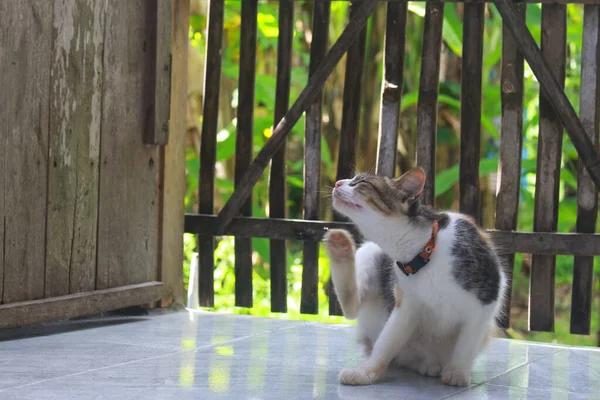 Cat Scratching Neck — 스톡 사진