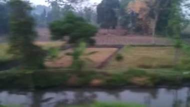 view of the rice fields from the train
