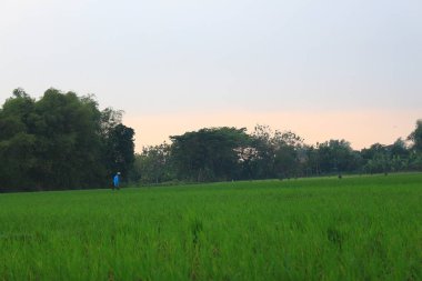 View of green and cool rice fields