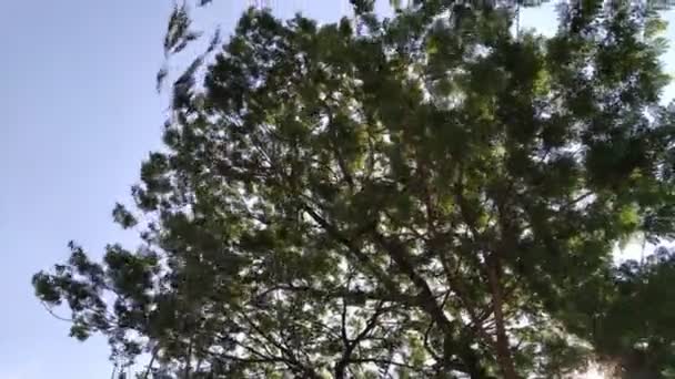 Gałęzie Drzew Wiejące Przez Wiatr — Wideo stockowe