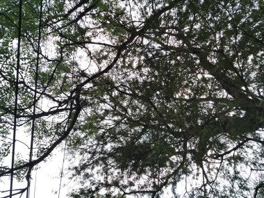 Ormandaki ağaç dalları