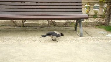 Raven looking for food under a bench