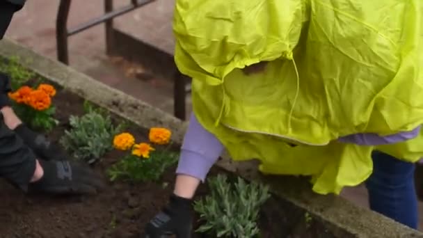 Planting Orange Flowers Pot — Stockvideo