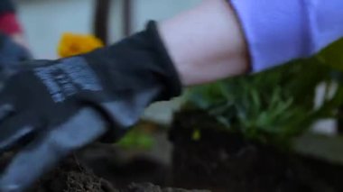 Lots of hands working on planting a flower