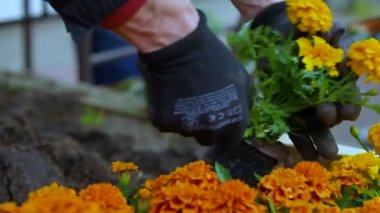 Gardeners planting orange flowers with their hands