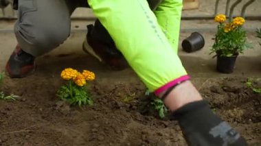 Planting orange and yellow flowers in a garden