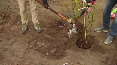 Taking care of a newly planted flower adding soil