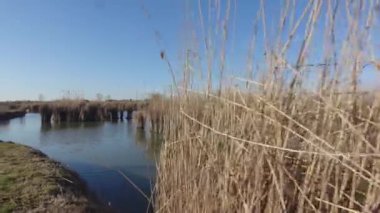 Sahildeki bir saz yığınının arkasından gölü gösteriyor.