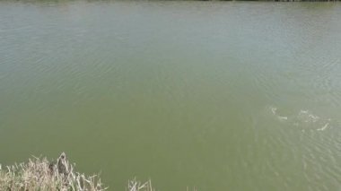 Sazan kendini kurtarmak için savaşıyor.
