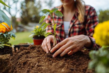 Young woman planting vegetables in garden. 