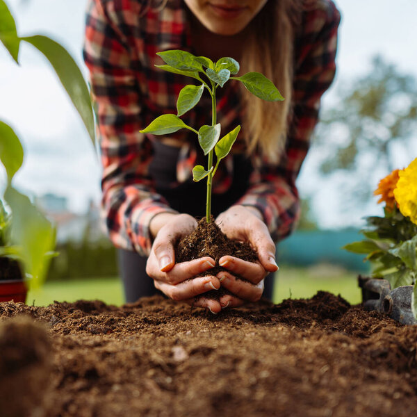 Young woman holding green, tomato vegetable plant with ground. Midsection. Square photo