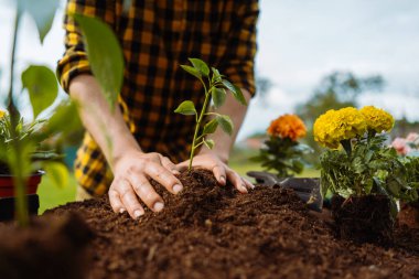 Male gardener planting green. Plant in hands. Ecology and gardening concept.
