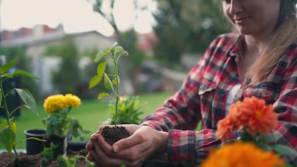 Жіночий Садівник Вирощує Зелений Високоякісні Кадри — стокове відео