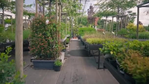 Motion Camera View Green Plants Growing Modern Greenhouse Plantation Seedlings — Stock videók