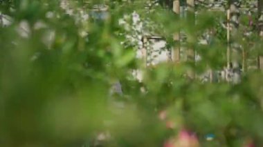 Uzun saçlı kadın botanikçi elinde bir kutu çiçekle seranın içinden sarkıyor. E ticaret, çevrimiçi düzen kavramı