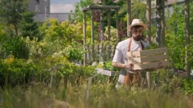 Elinde tahta kutu olan ve aralarında yürüyen bir erkek sera çalışanı. Gururlu çiftlik sahibi ahşap konteynırla çiftliğini geziyor.