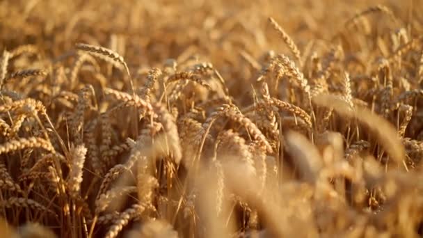 Field Ripening Wheat Developing Wind Spikelets Wheat Grain Shakes Wind — Stockvideo