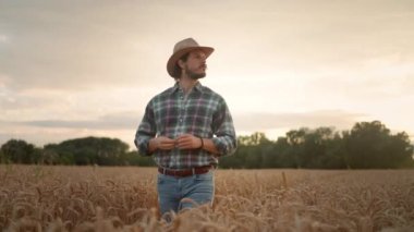 Farmer walking in the wheat fields and looking up towards the sky. He observes and controls the stormy clouds. Eco bio food is grown with care concept