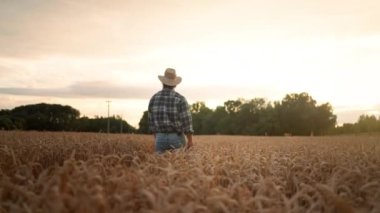 On a sunny day man touching wheat with hand at the field. Concept: ecology, clean air, summer, spring, plantation, grass, plants, environment, gold.