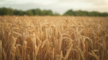 Closeup view of the ripe golden wheat field with beautiful sprinkles at sunrise. Static shot of the golden wheat field towards the forest and the blue sky. Good harvest concept