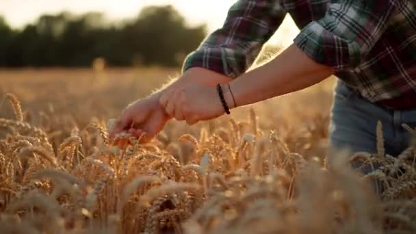 Close View Unknown Farmer Touching Wheat Ear Palm Hand Cinematic — Vídeo de Stock